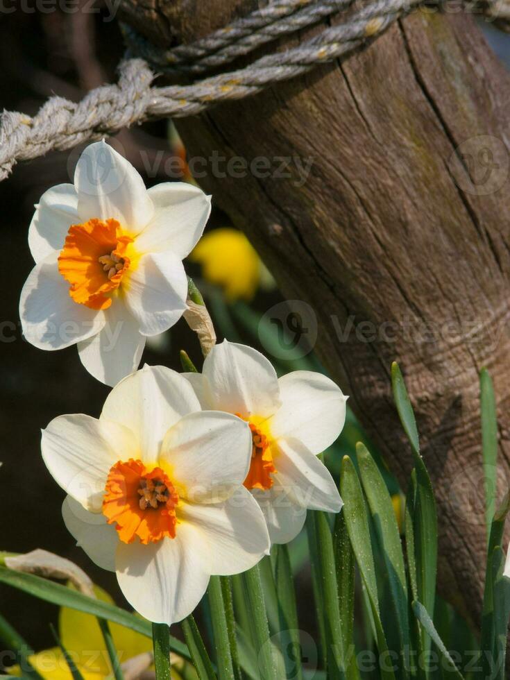 white and orange daffodils in the garden photo