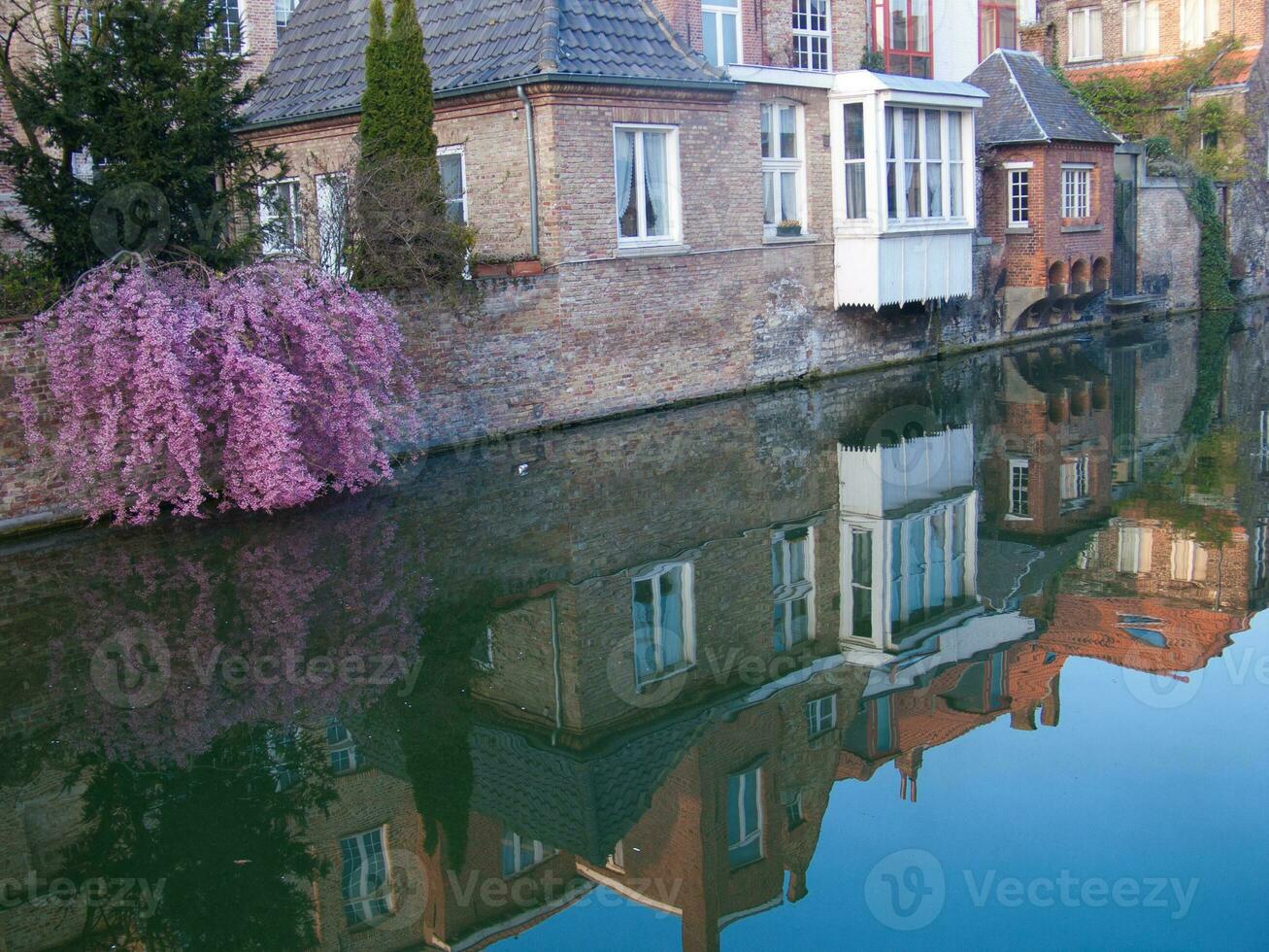 un río con un árbol en el medio foto