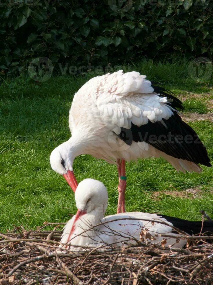 two white and black birds photo