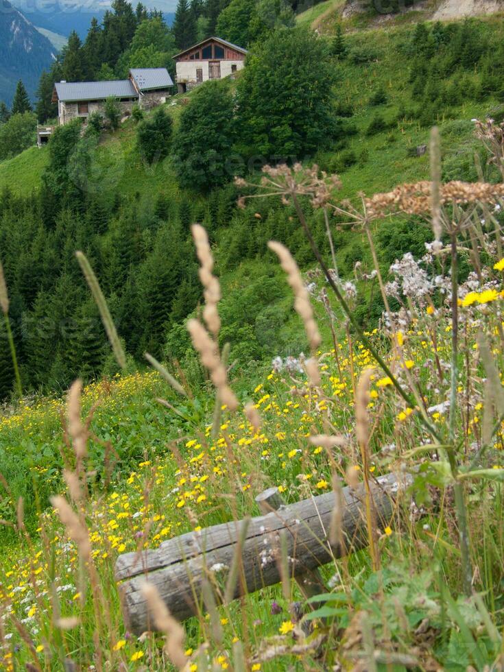 a field of wildflowers photo