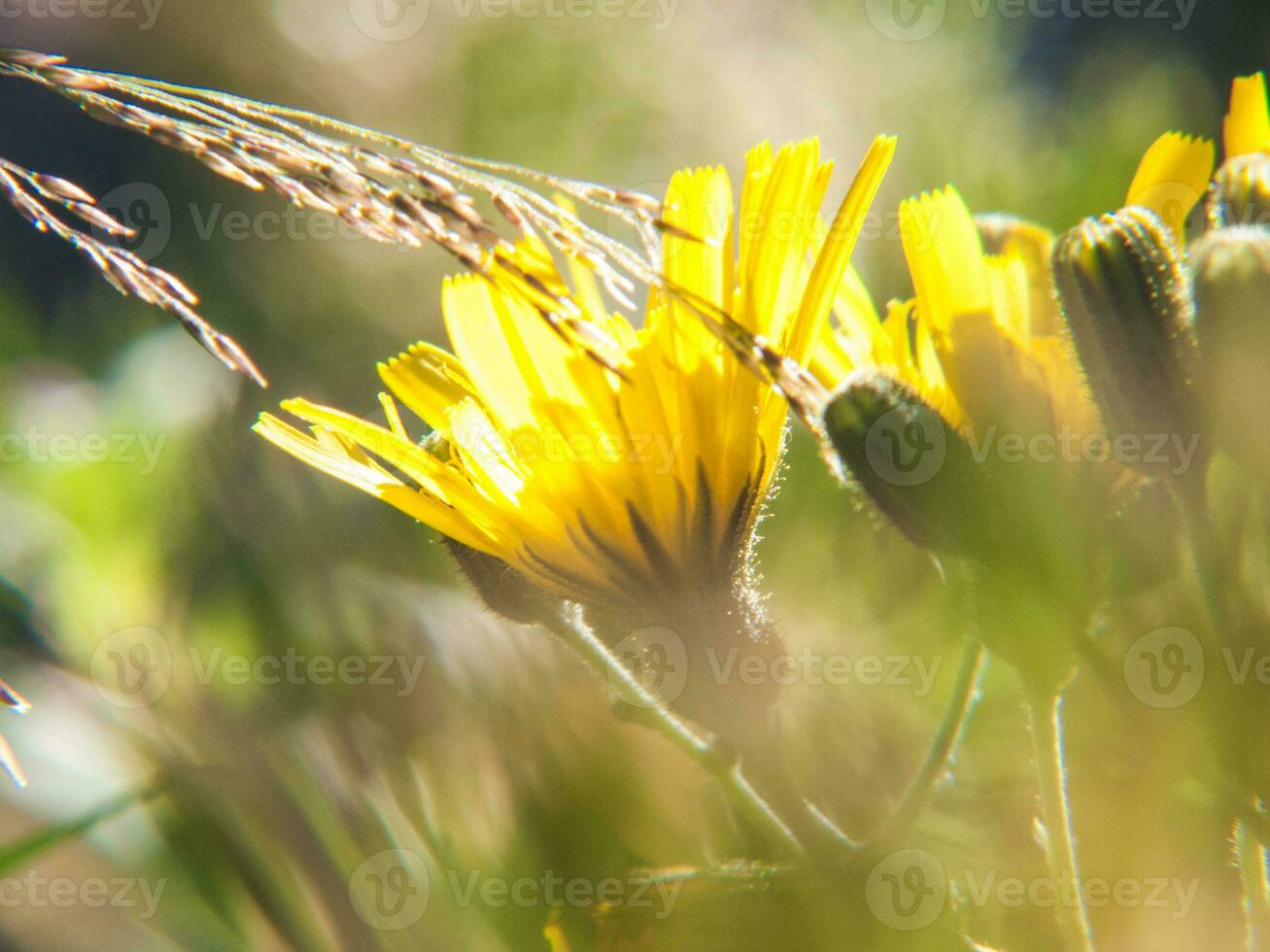 a yellow flower in a field photo