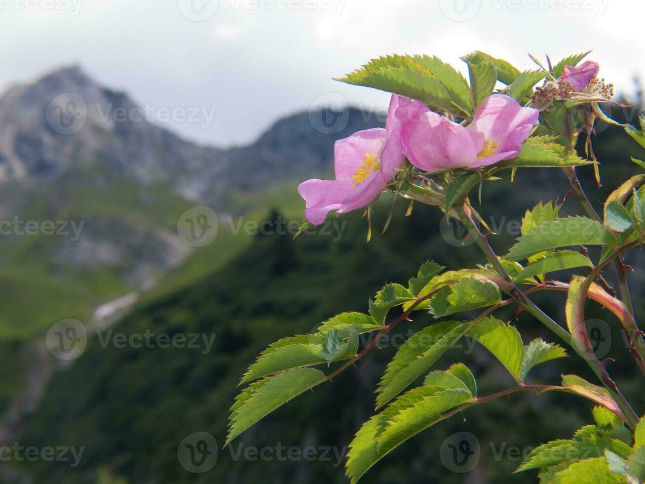 a pink flower blooming in front of a mountain photo