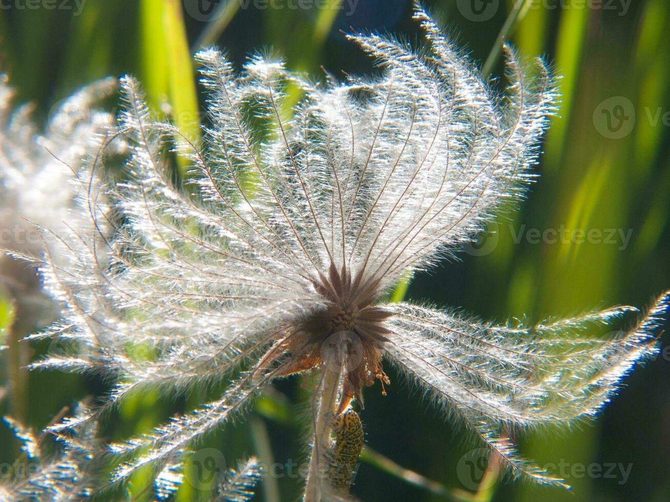a close up of a flower with a long stem photo