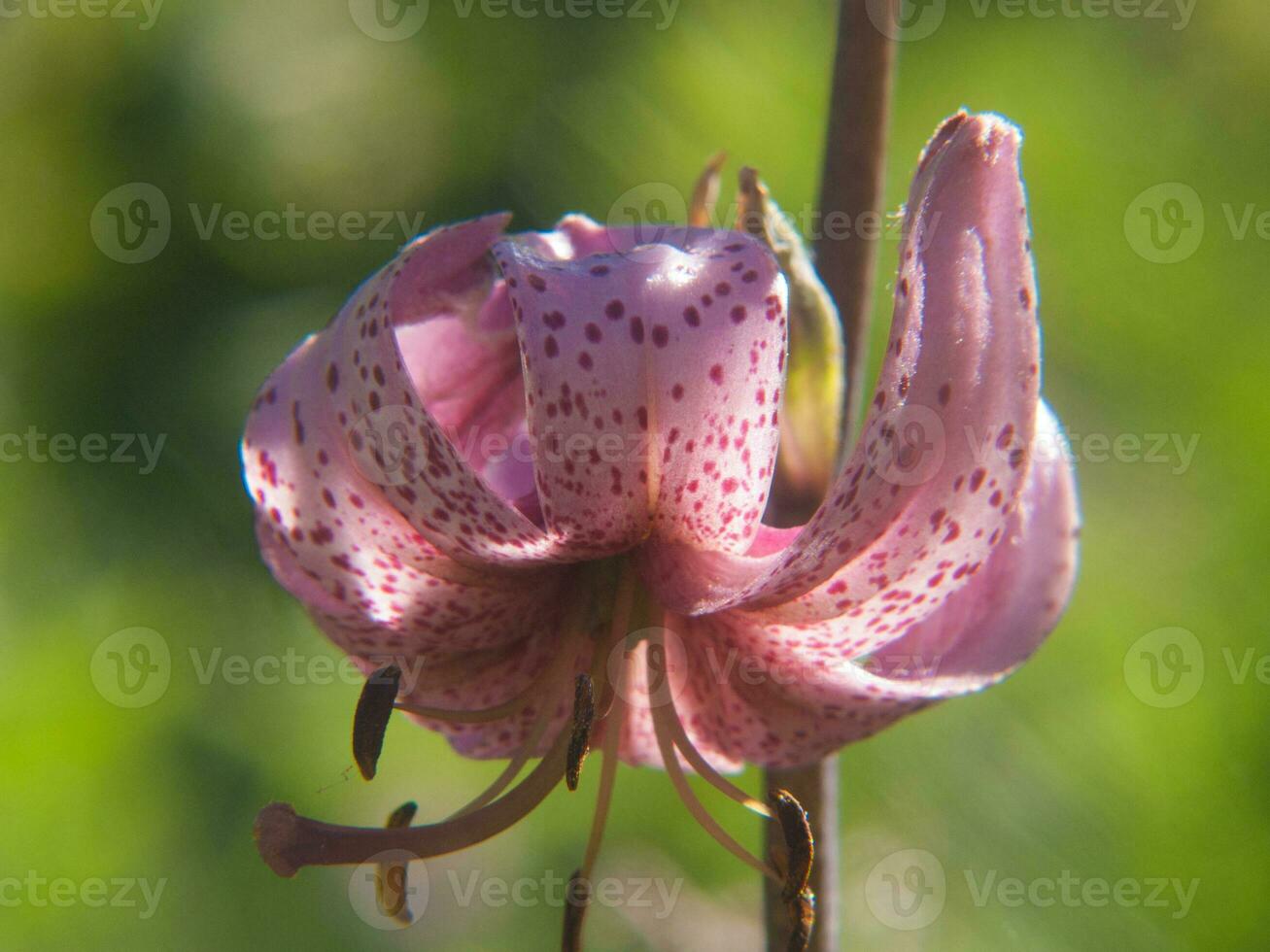 un rosado lirio con blanco lugares en eso foto