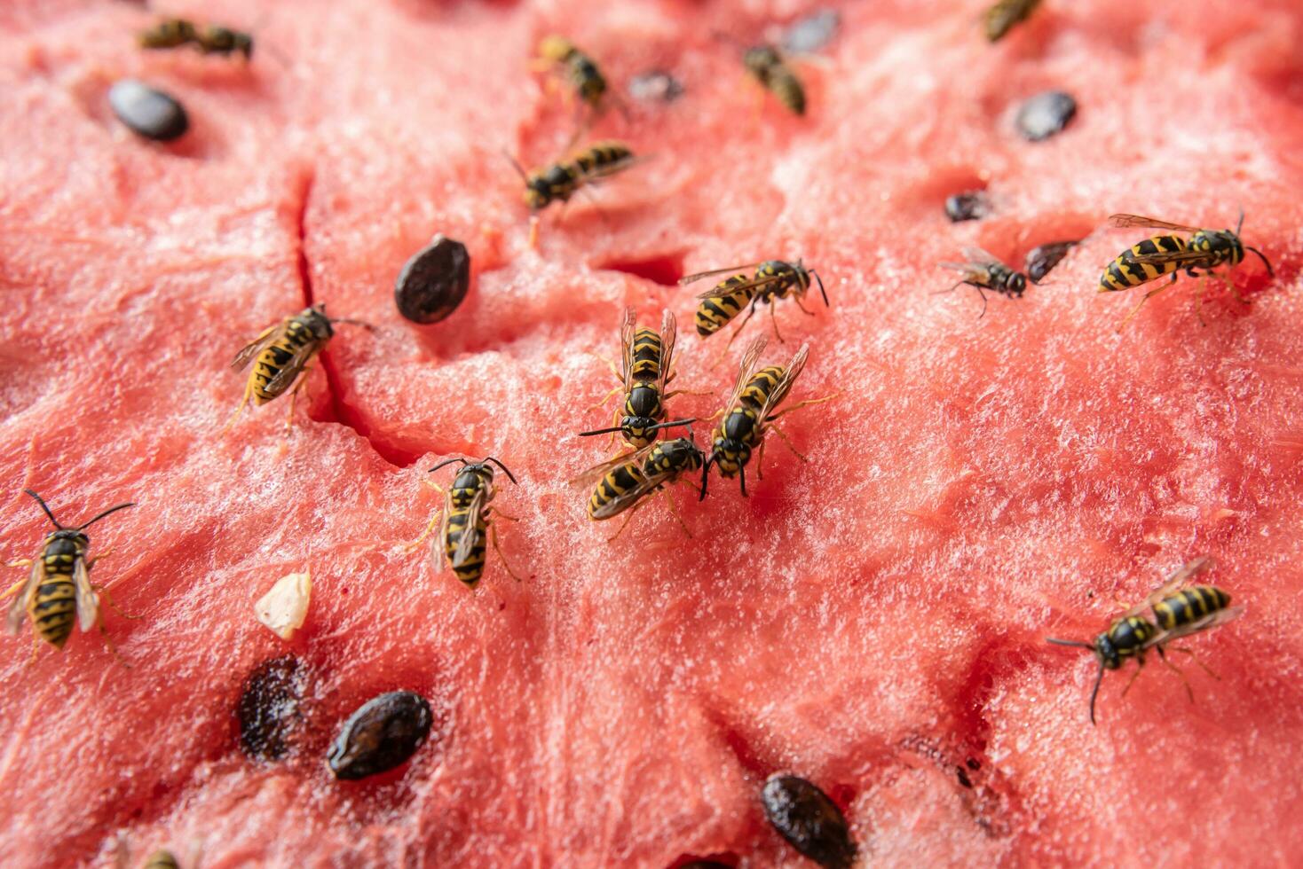 wasp eat juicy red fresh chopped watermelon photo