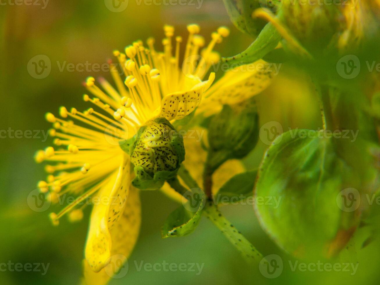 yellow flower with green leaves and pollen photo