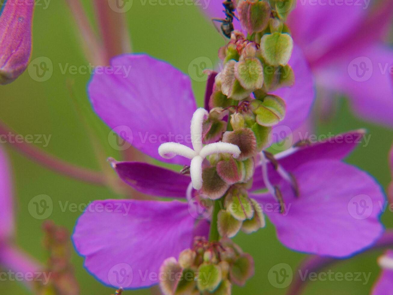 a close up of a purple flower with a bee on it photo