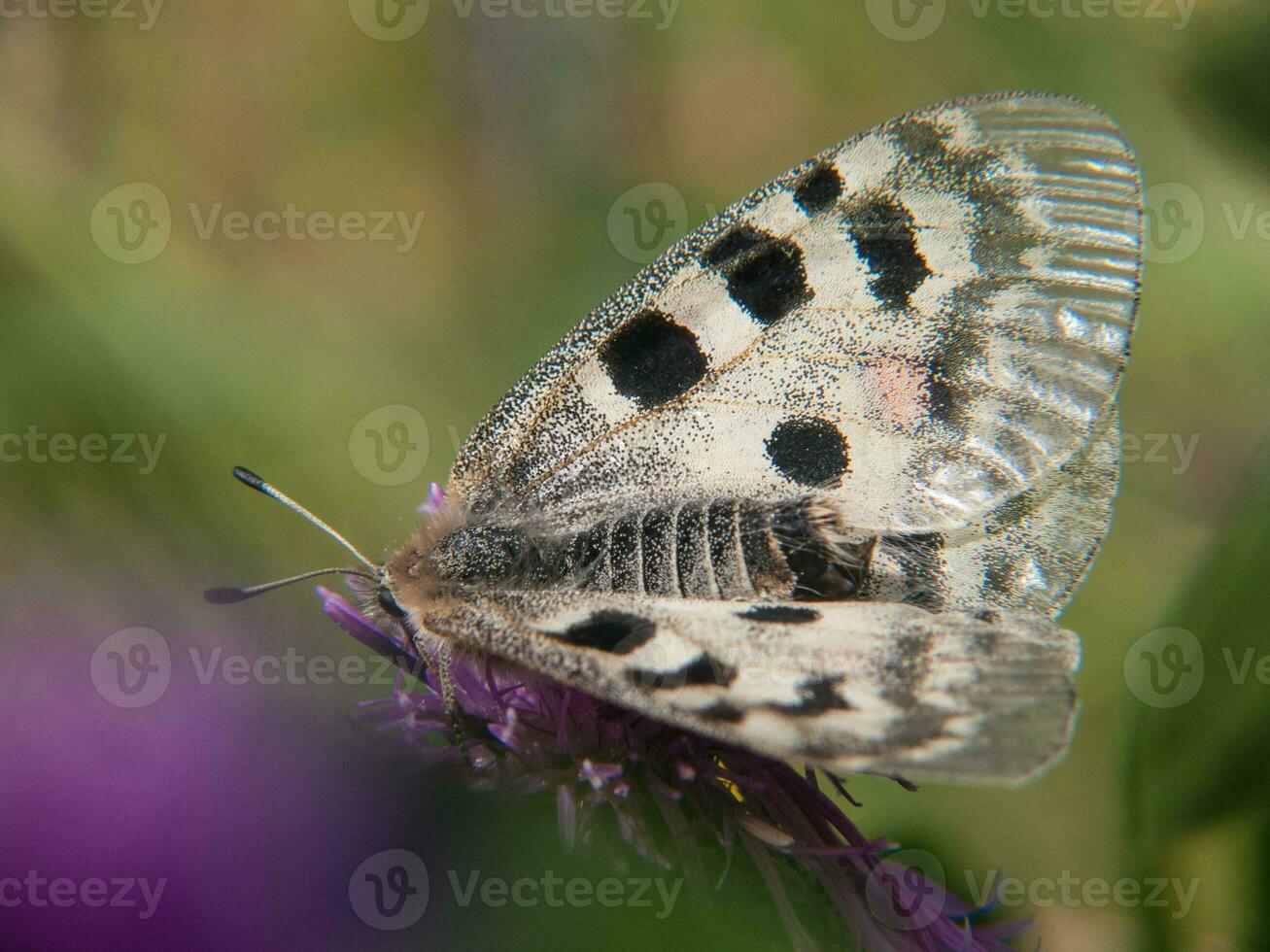 a butterfly with black spots on it is sitting on a flower photo