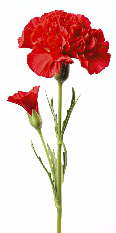 AI generated Red Carnation isolated on white background. AI Generated photo