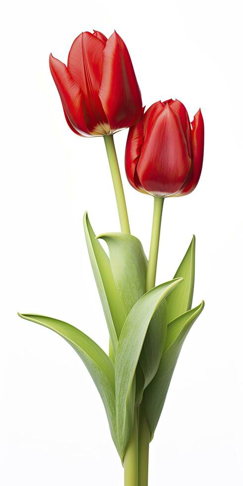AI generated Red tulips isolated on white background. AI Generated photo