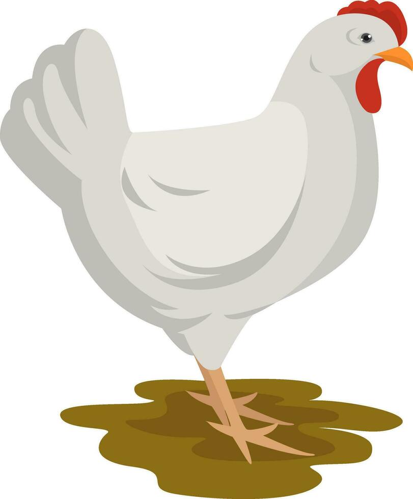 White chicken, illustration, vector on white background