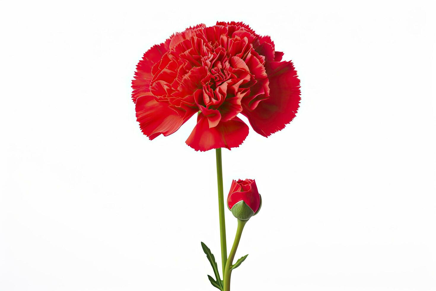 AI generated Red Carnation isolated on white background. AI Generated photo