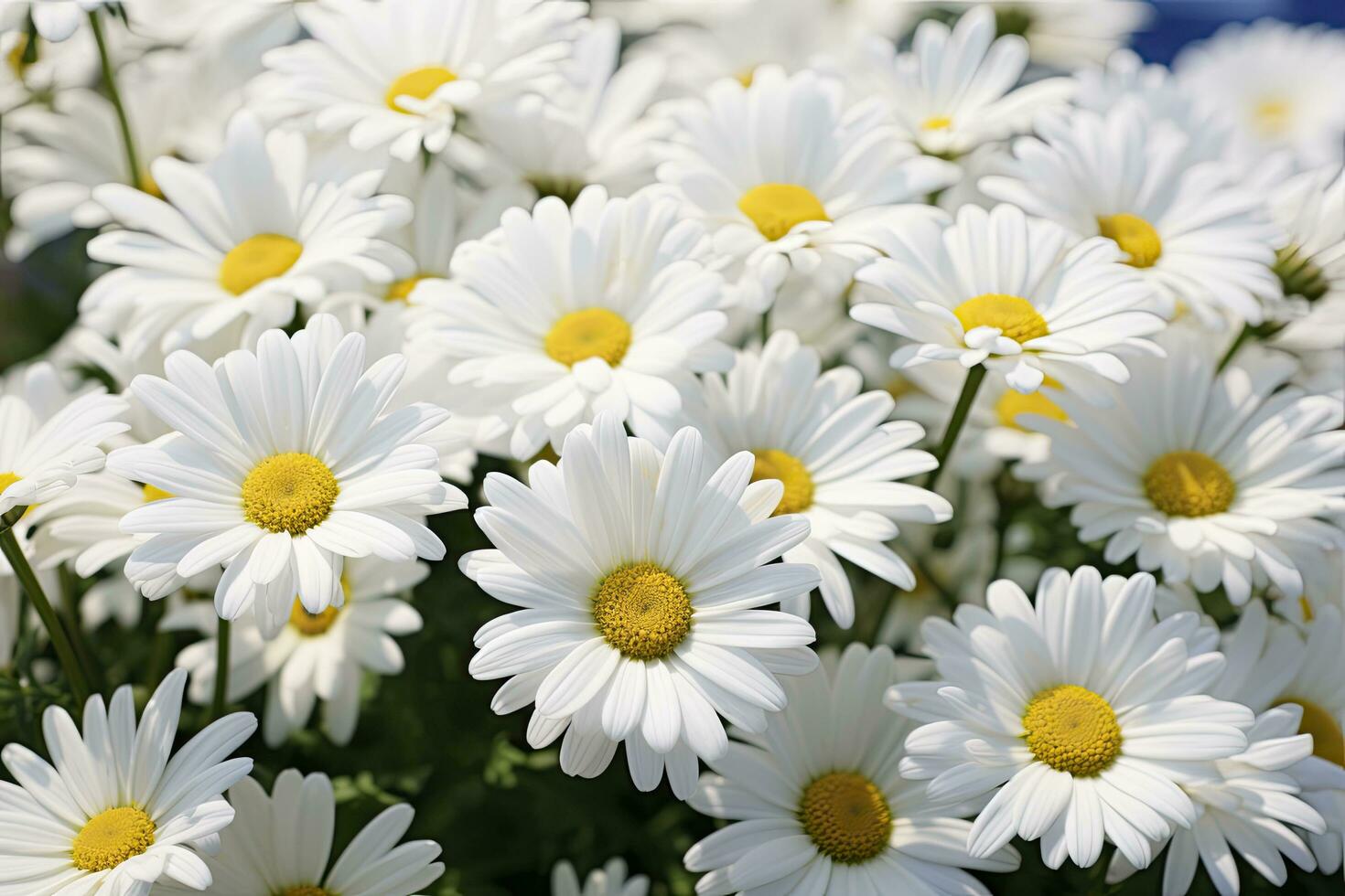 AI generated White daisy flowers. AI Generated photo