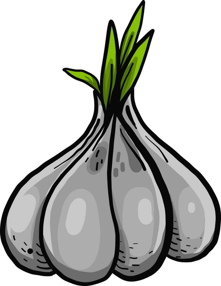 Fresh garlic, illustration, vector on white background