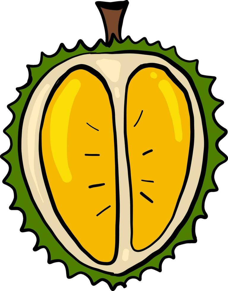 Durian cut in half, illustration, vector on white background