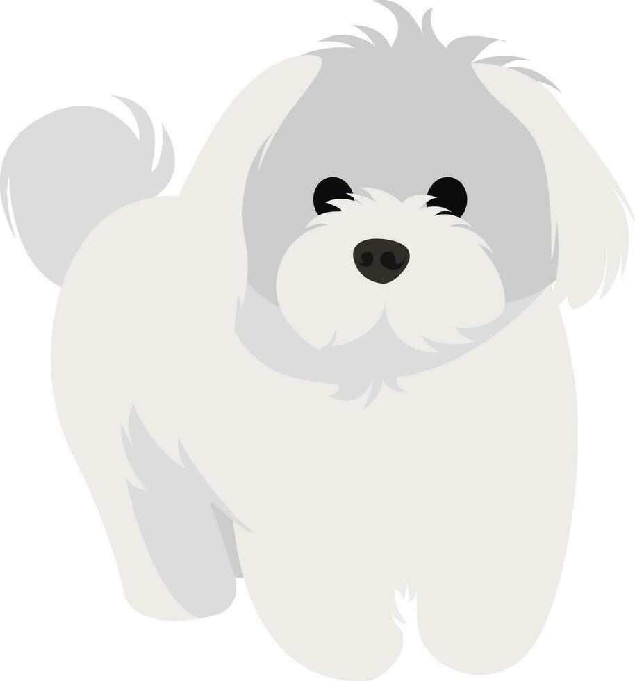 White bichon, illustration, vector on white background