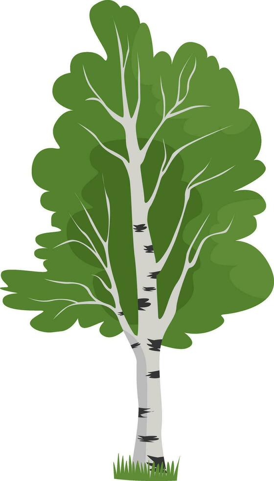 Tall birch, illustration, vector on white background