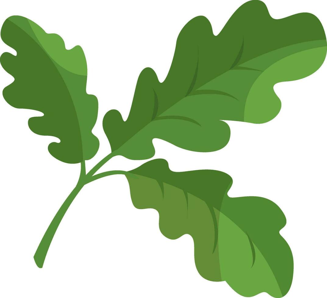 Oak leaf, illustration, vector on white background