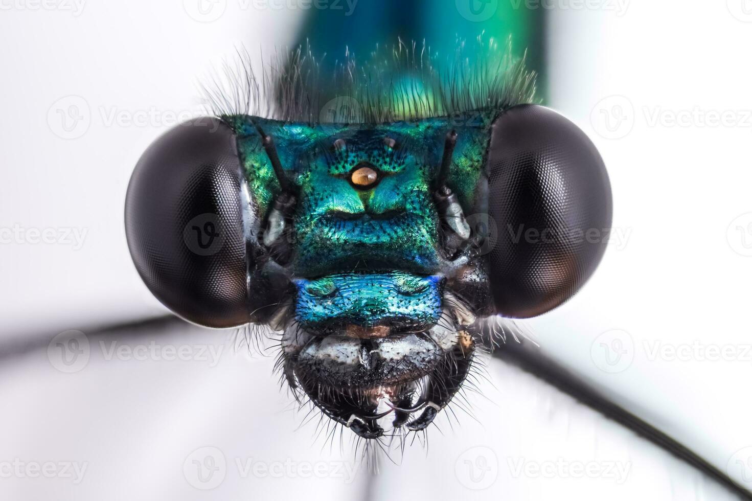 Macro frontal portrait shot of a Banded Demoiselle Dragonfly black eyes Calopteryx splendens photo