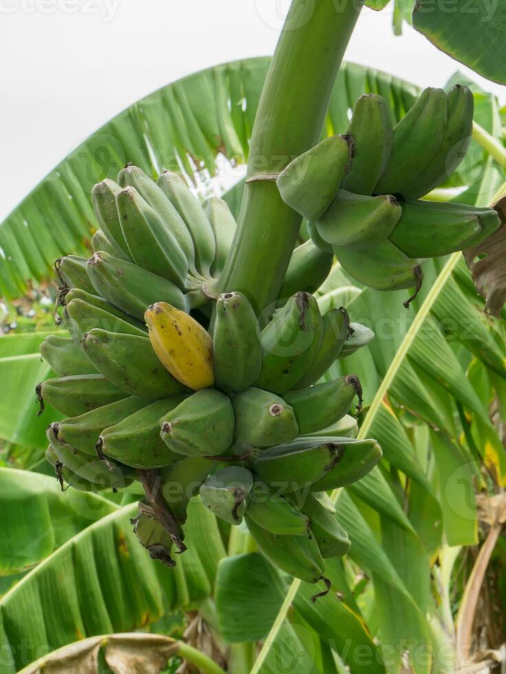 Musa sapientum banana on tree. photo