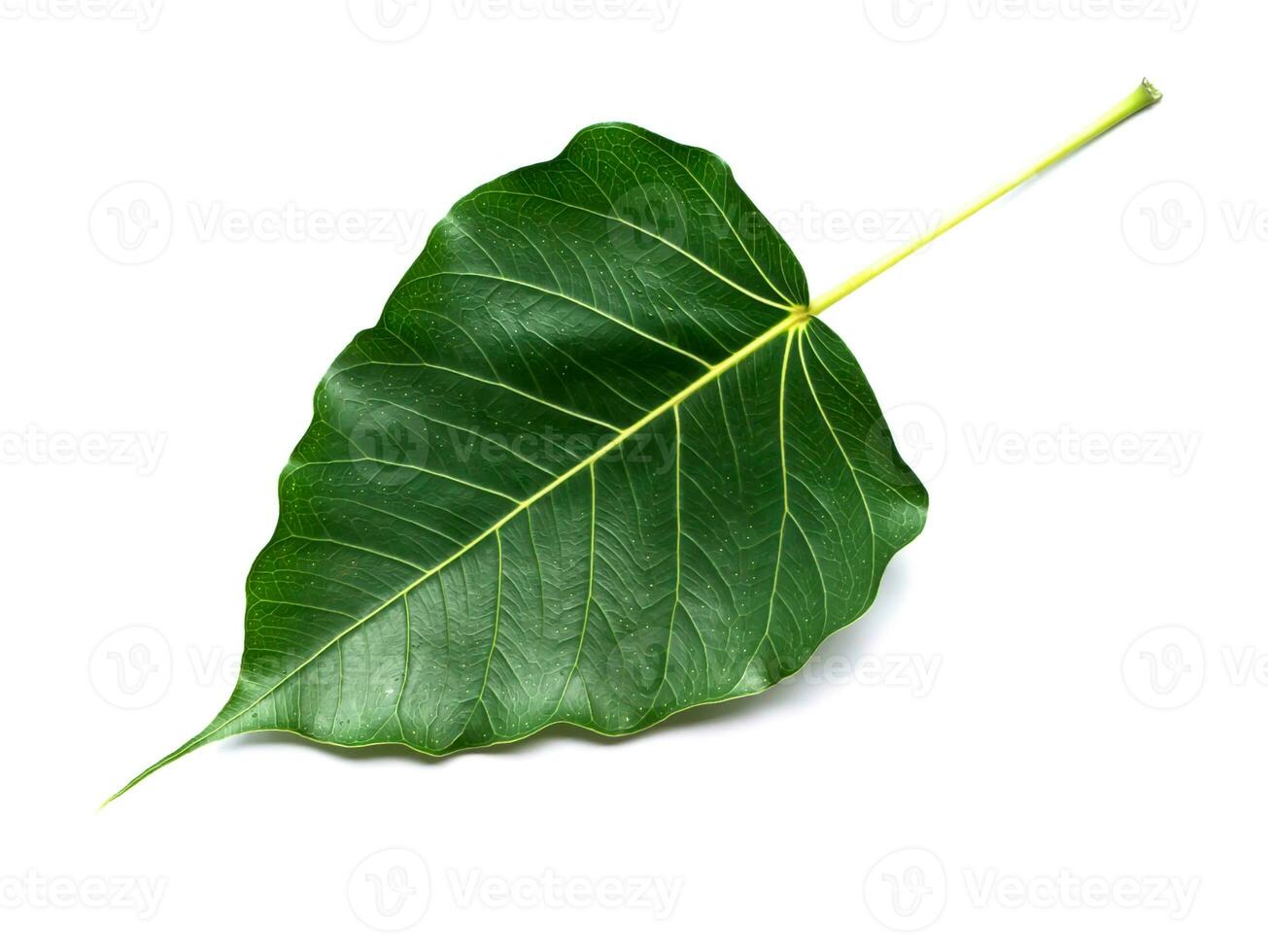 Green Bodhi leaves isolate on white background. photo