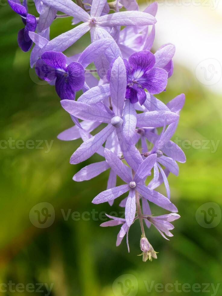 Violet flower of Petrea Flowers on tree. photo