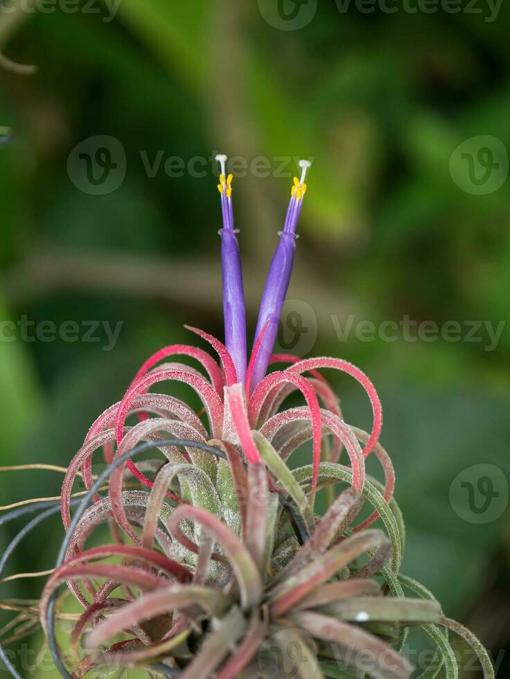 tillandsia con Violeta flor. foto