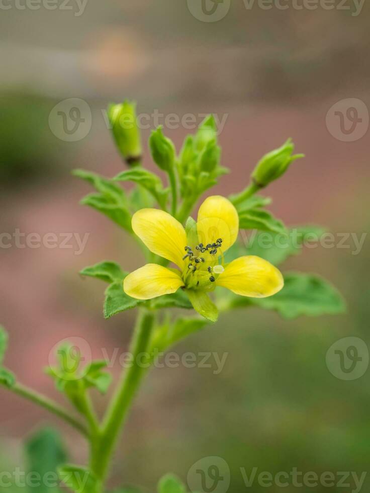 Asian Spider flower. photo