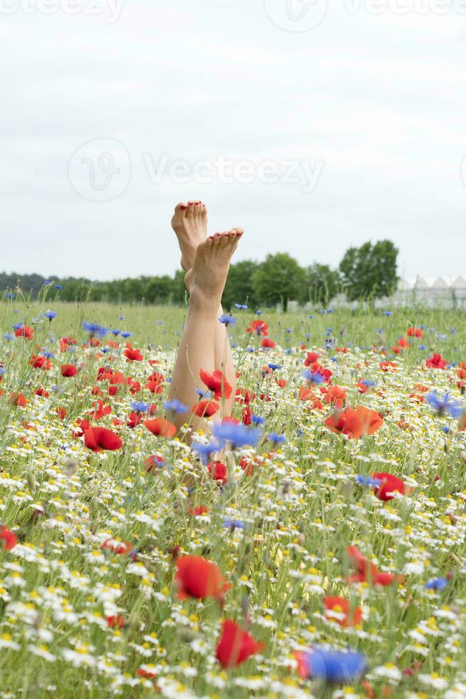 female legs stick out from the field of multicolored flowers, explosion of color photo