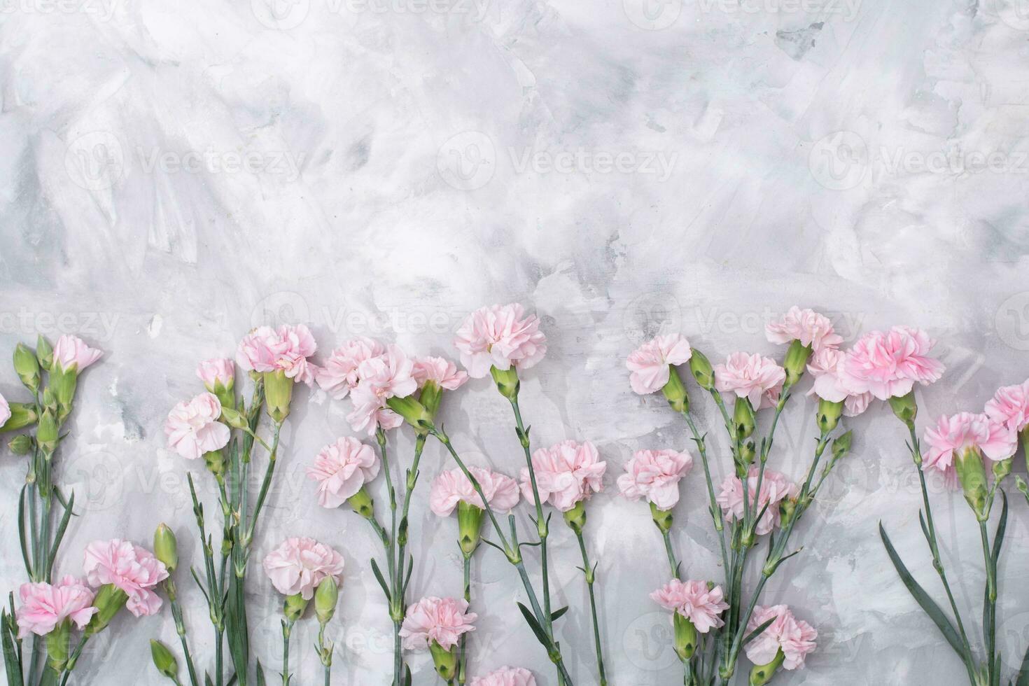 loose pink carnations scattered on cement background, spring holidays, valentine photo