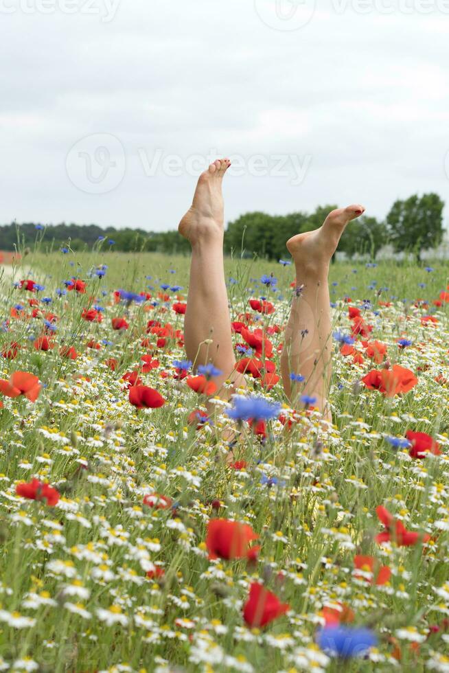 female legs stick out from the field of multicolored flowers, explosion of color photo