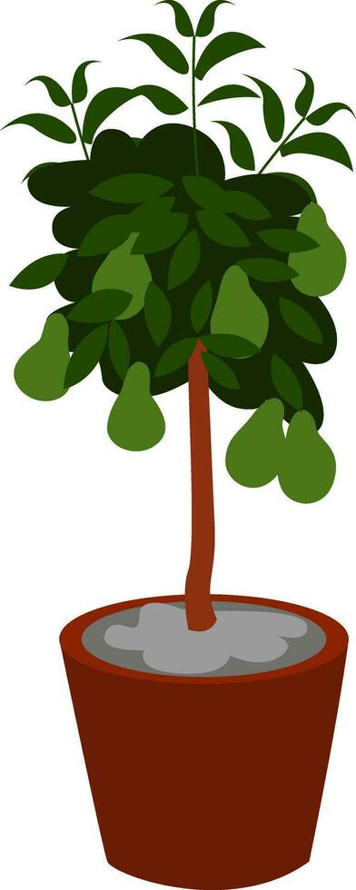 Avocado tree in a pot, illustration, vector on white background