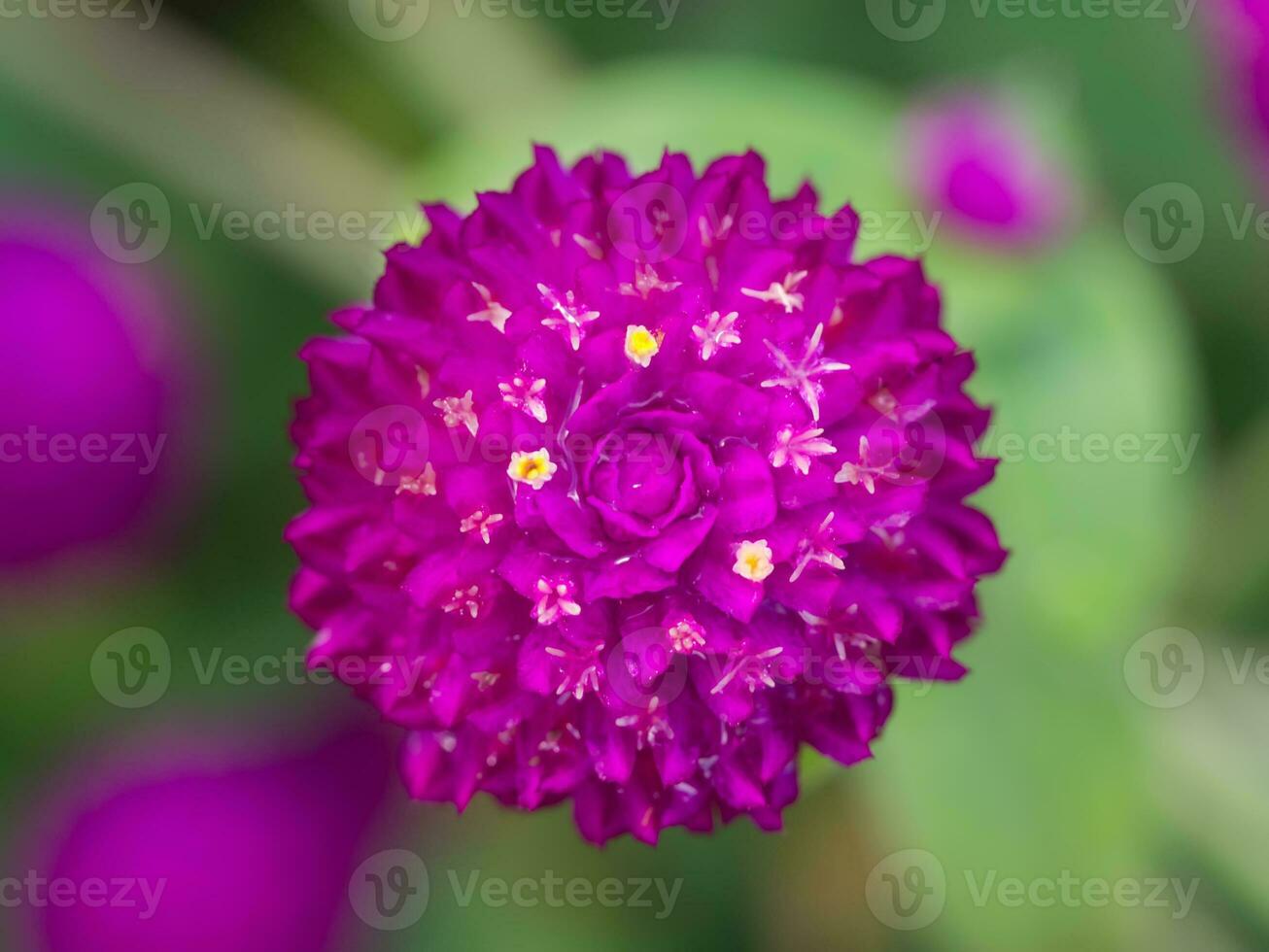 globe amaranth Flower photo