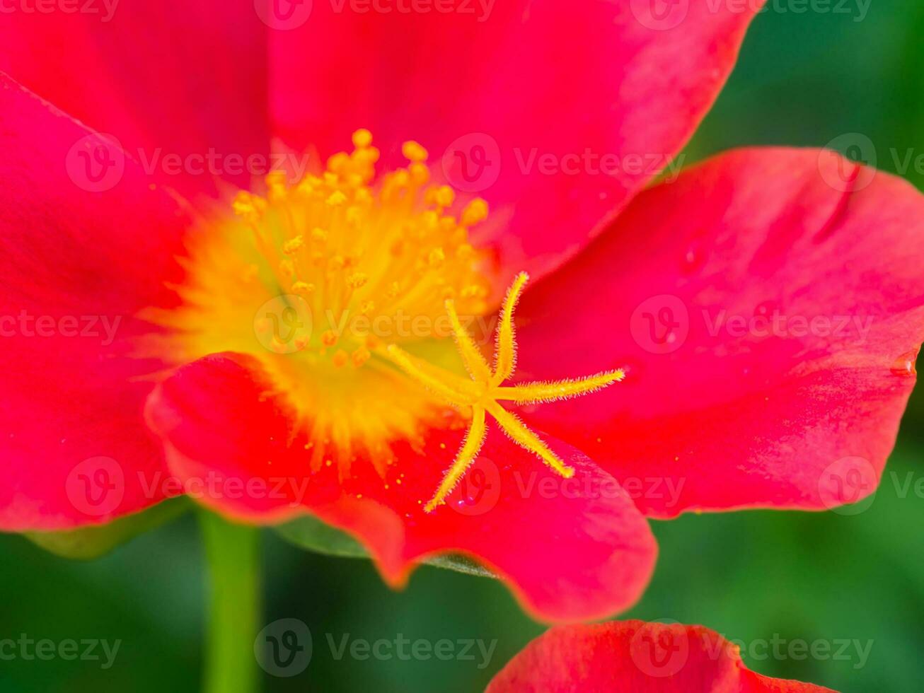 Close up colorful fresh portulaca flower in the garden. photo