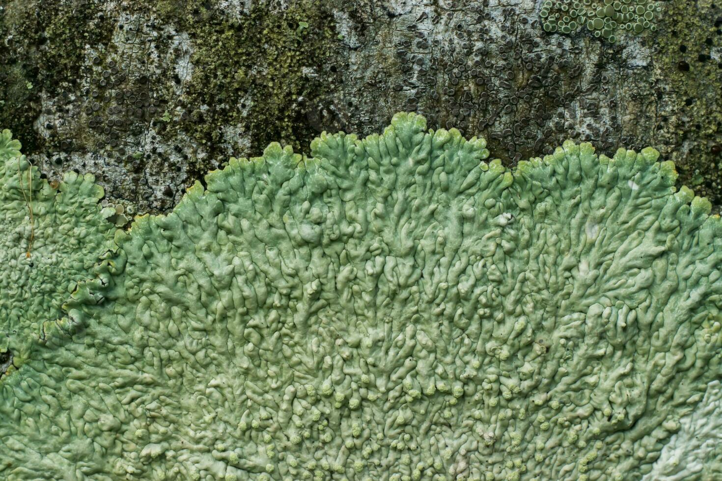 Lichens are symbiotic fungi. photo