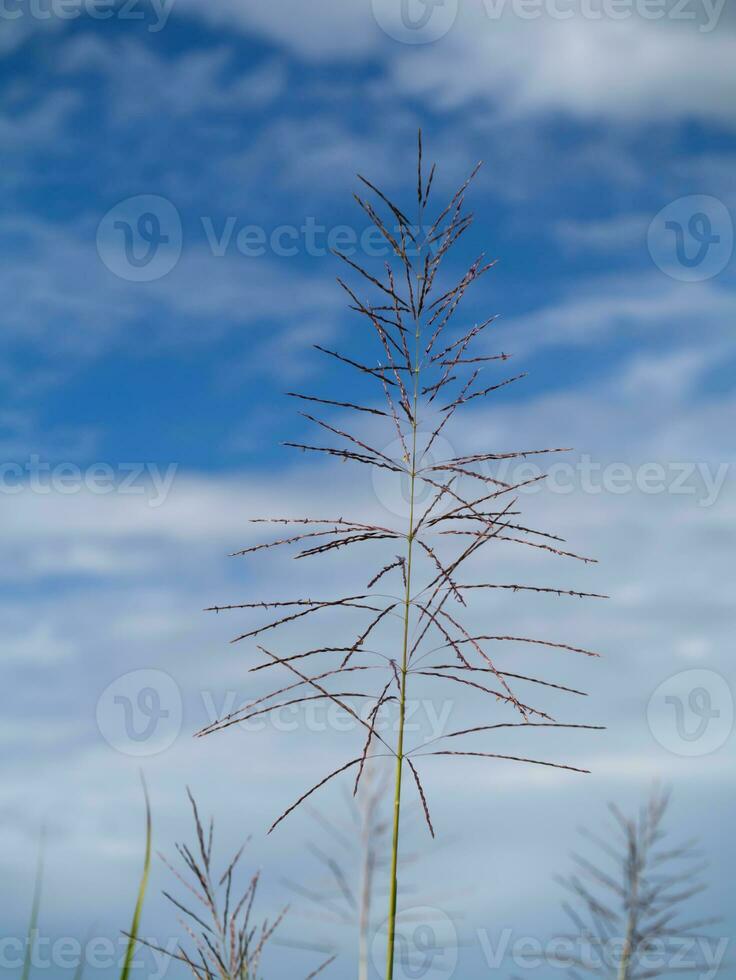 Flower grass in summer with sky background. photo