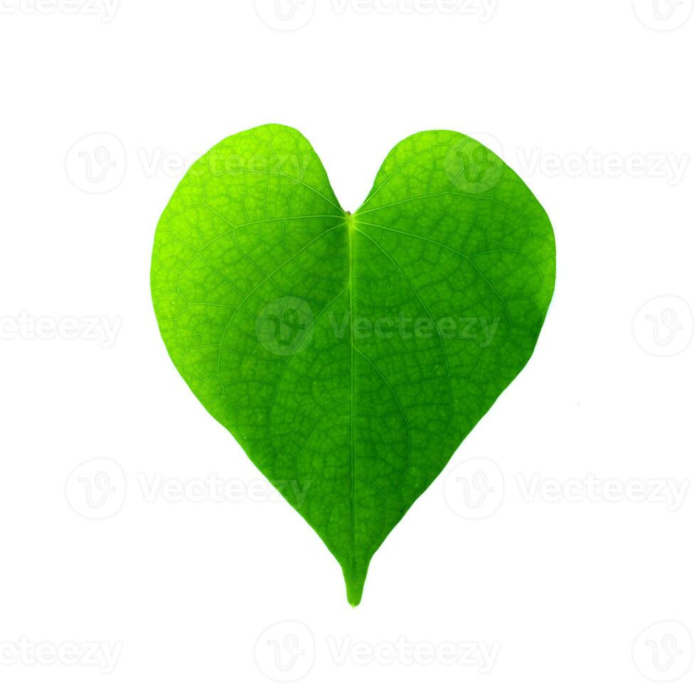 Close up a green leaf on white background. photo