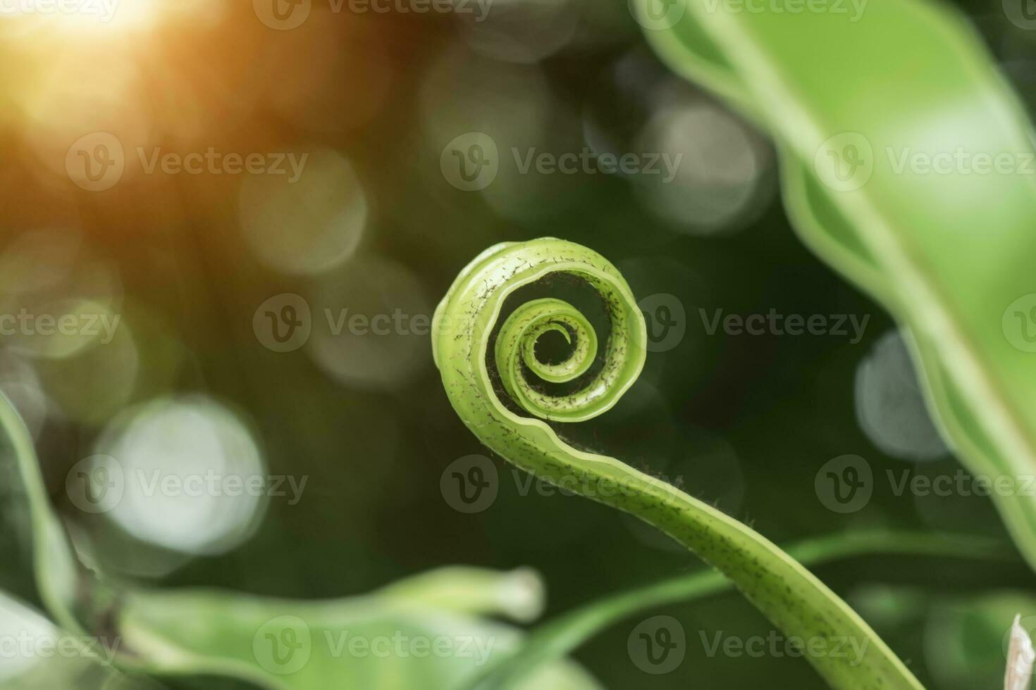 Soft leaves of the Bird's nest fern Asplenium nidus photo