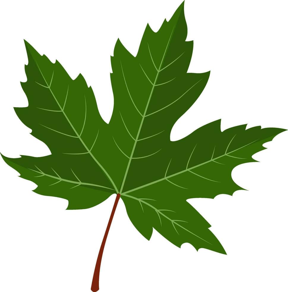 Maple leaf, illustration, vector on white background