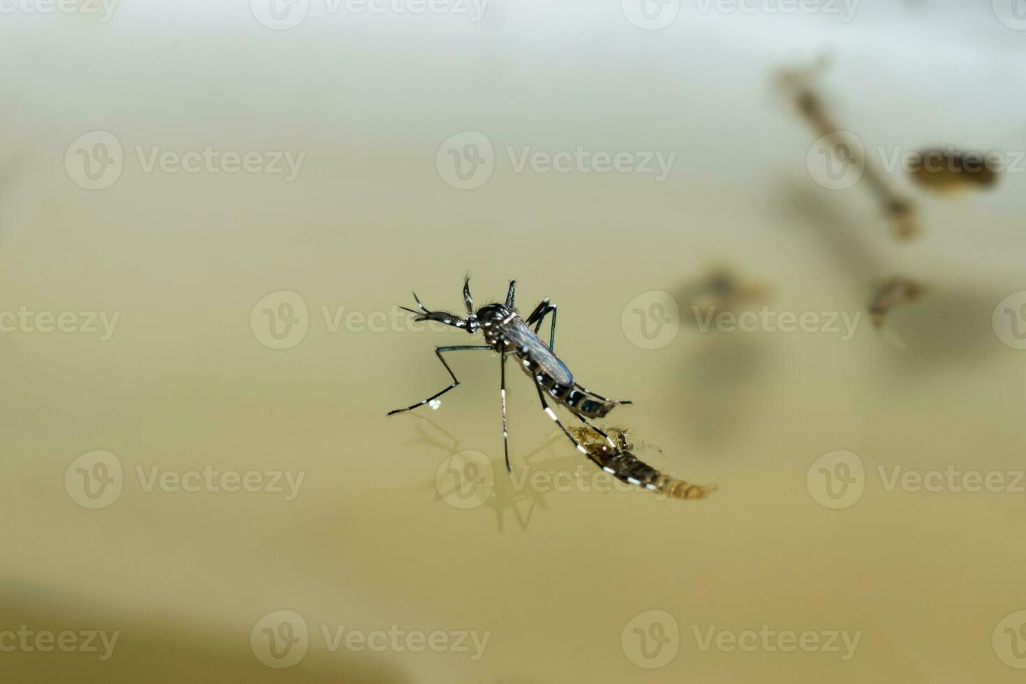 Macro of a Mosquito on water photo