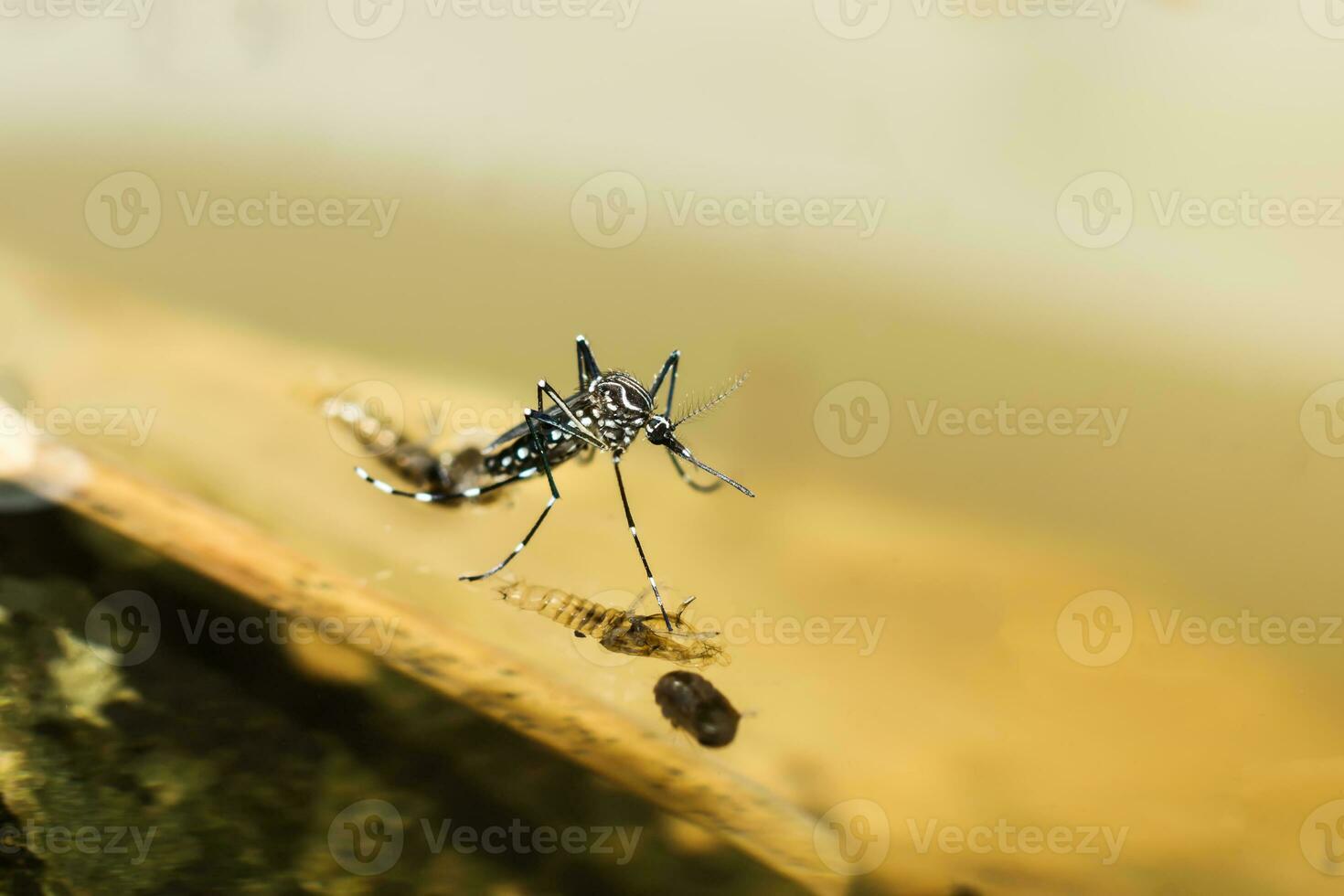 Macro of a Mosquito on water photo