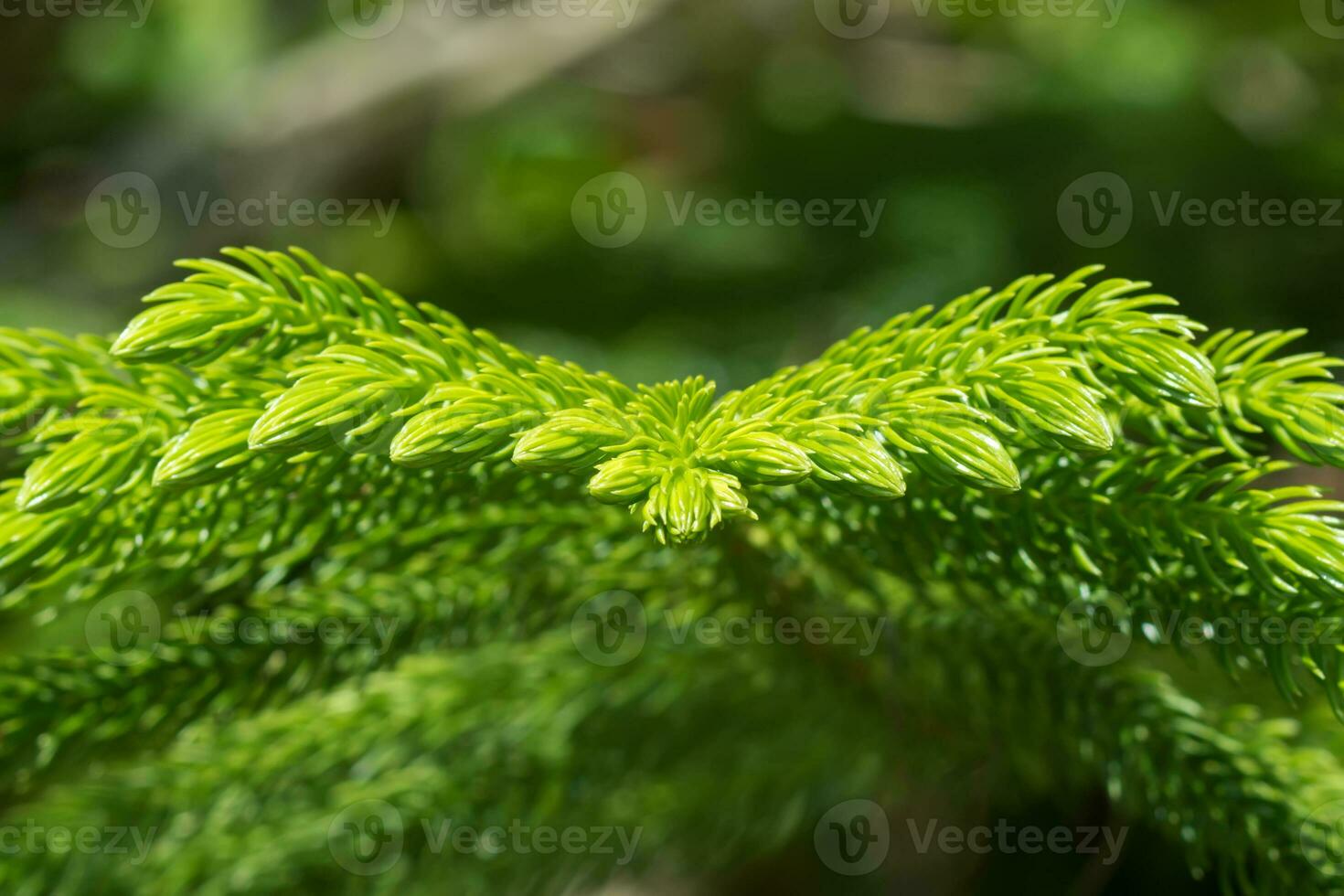 Macro the leaves of Norfolk Island Pine. photo