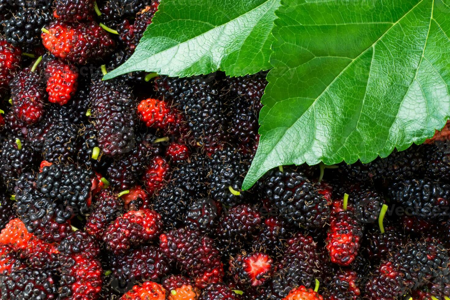 Black and red mulberry background. photo