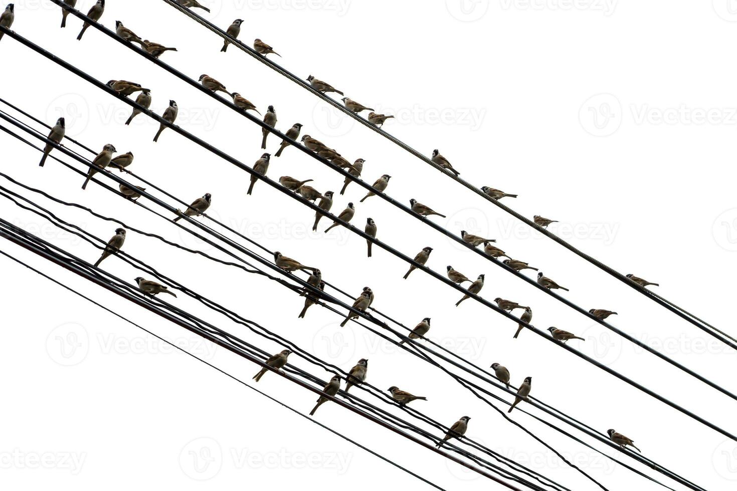 Sparrows on power lines photo