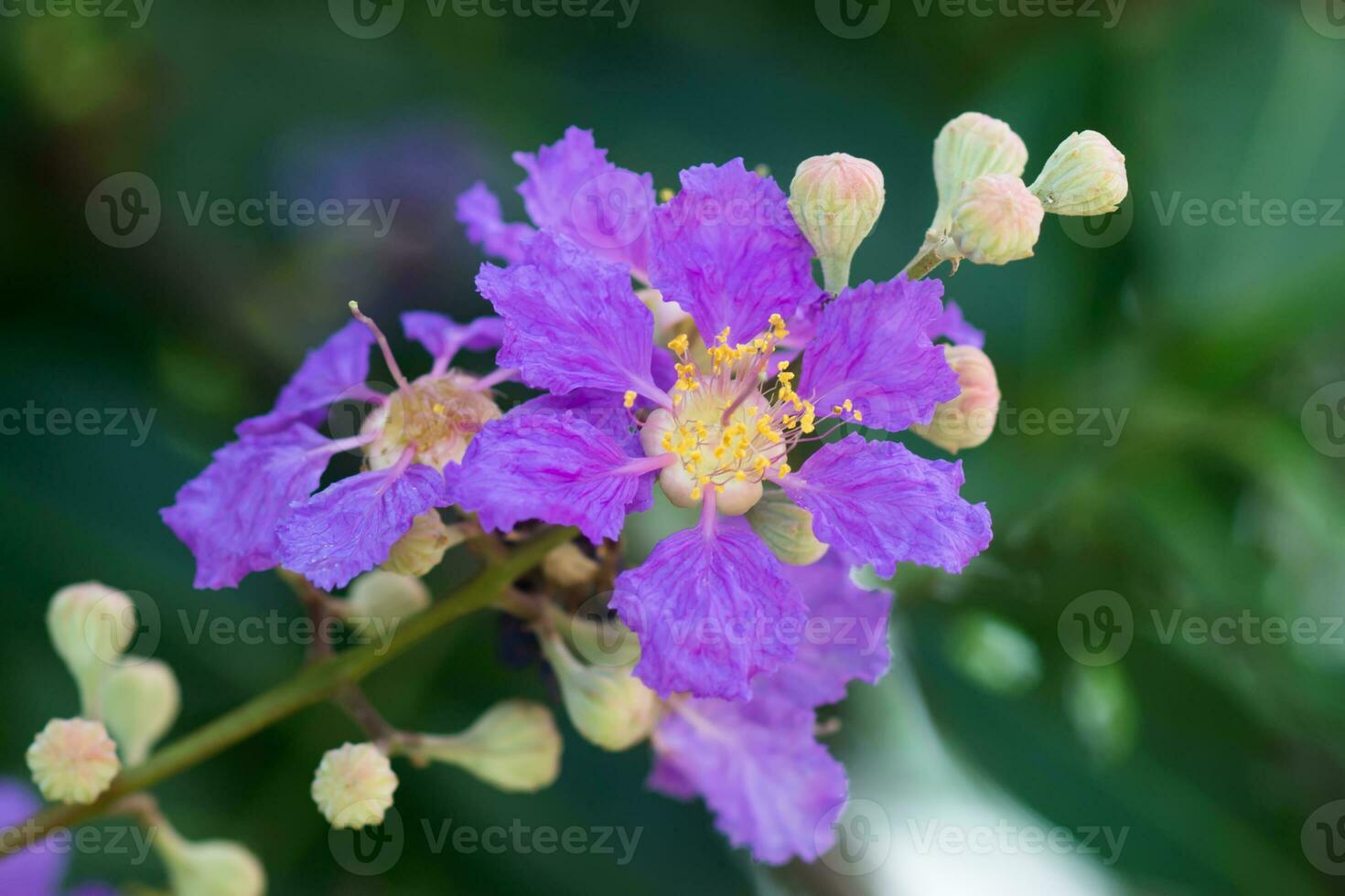 Close up of Queen's crape myrtle flower. photo