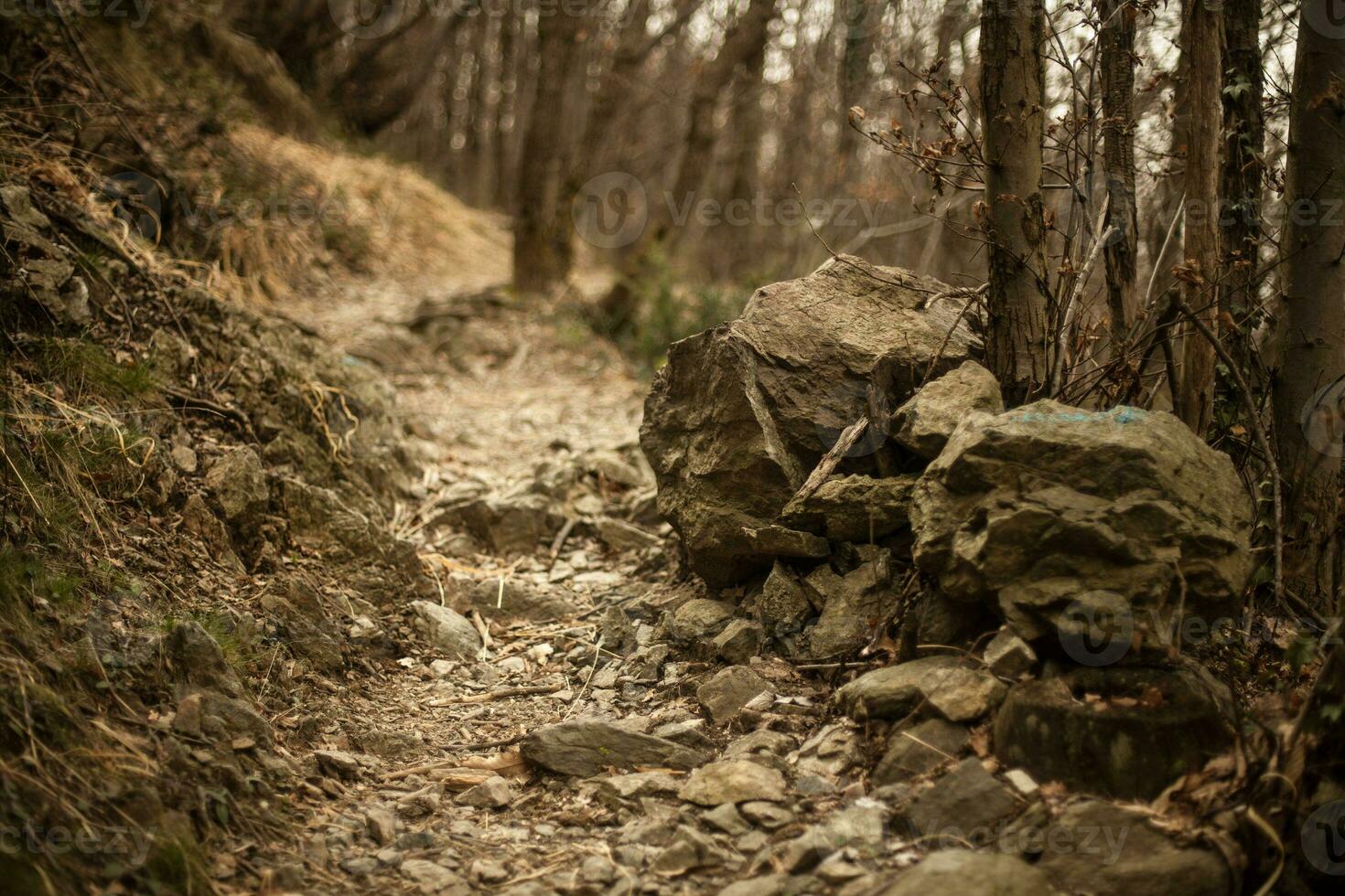 Forest landscape with rock stones in a path way photo