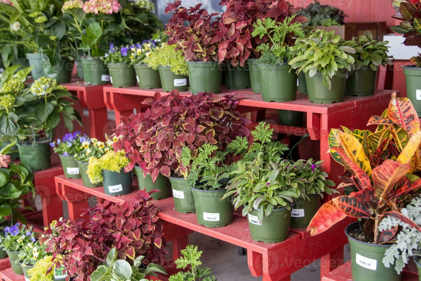 Bunch of Potted Plants photo