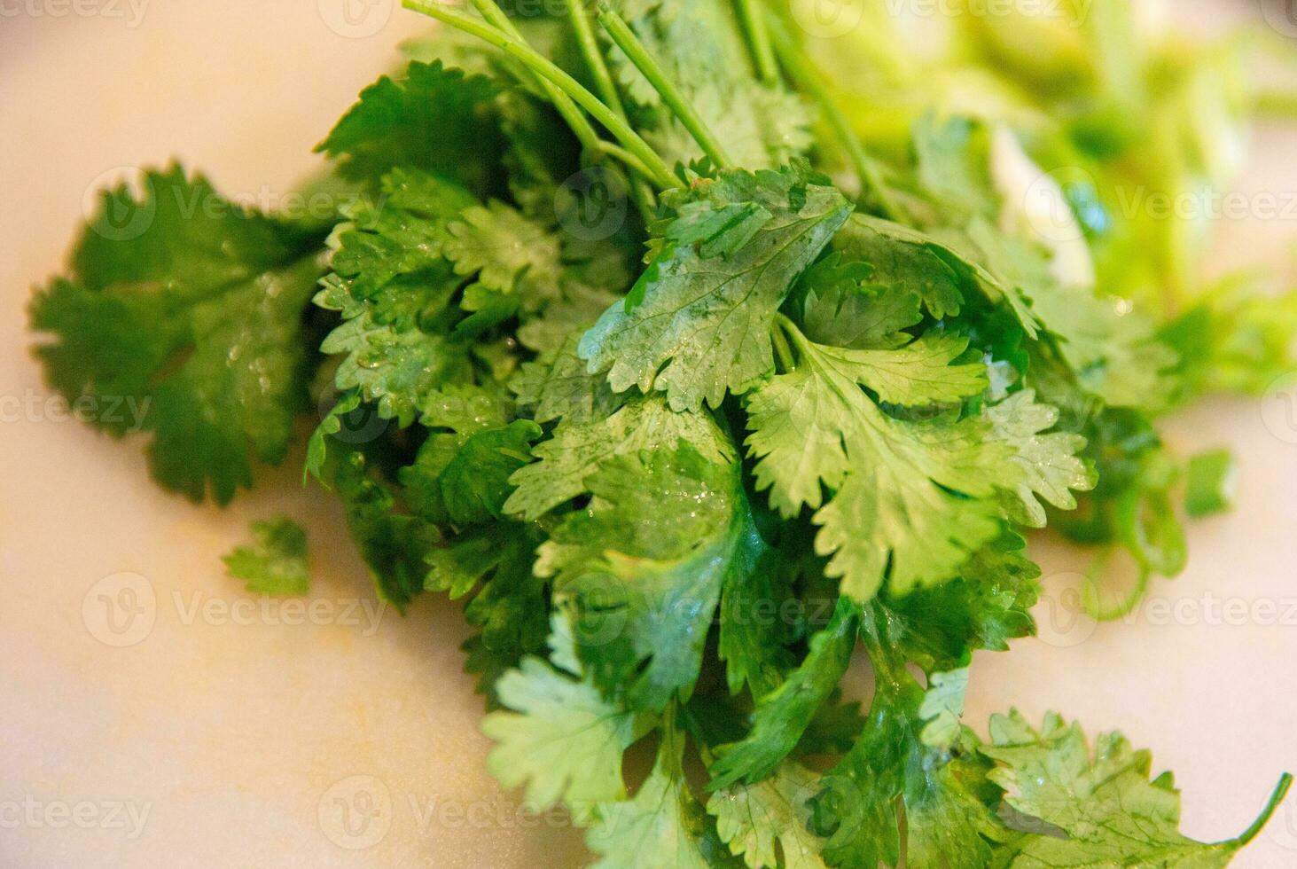 Bunch of cilantro photo