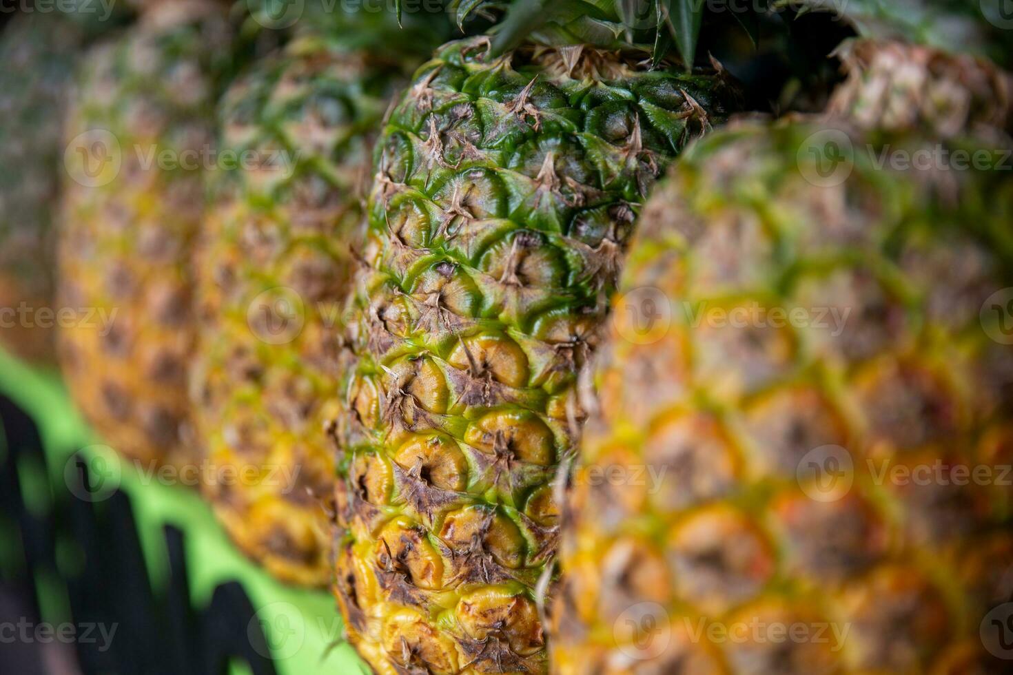 Row of fresh pineapples photo