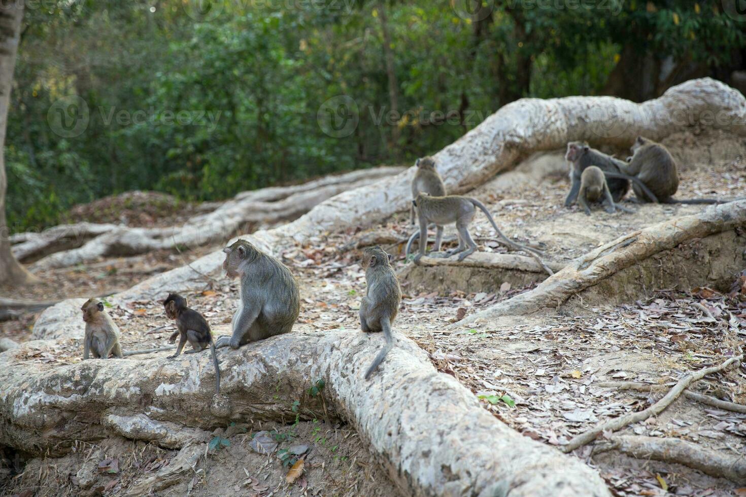 Group of Monkeys photo
